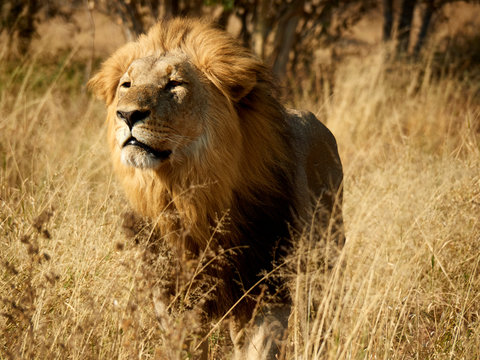 Africa, Botswana, Ihaha, Chobe National Park, Male lion in the savannah