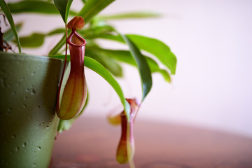 Nepenthes