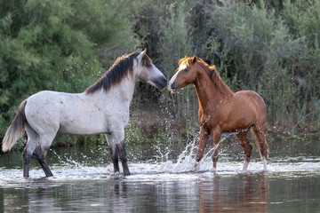Obraz na płótnie Canvas Band of wild horses at Salt River, Arizona