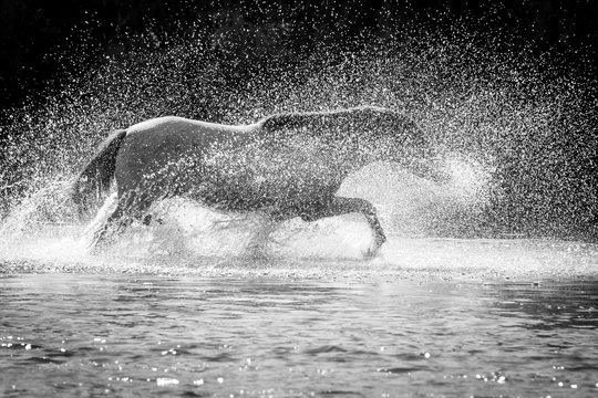 horses running in water © Mary