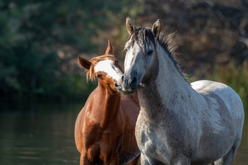 Band of wild horses at Salt River, Arizona