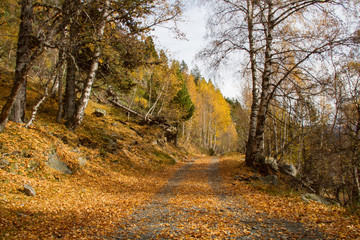 Obraz premium Road to autumn.