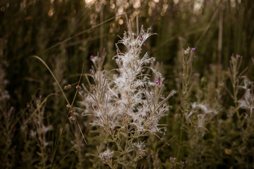 Obraz premium tela de araña