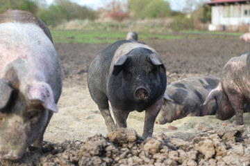 organic food, saddleback pig, pig and pork