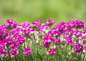 Close up macro of bunch of pink blooming Armeria maritima, commonly known as thrift, sea thrift or sea pink, species of flowering plant in the family Plumbaginaceae. Floral frame on green bokeh
