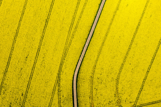 Aerial view of rape fields near Usingen, Hesse, Germany