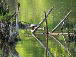 Red-eared slider turtle with Trachemys scripta elegans stand on tree root on green pond water with...