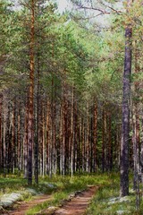 Fototapeta premium forest in autumn