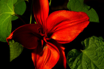 red lily and green leaves on a black background