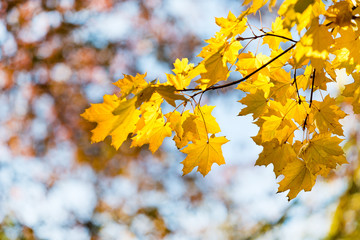 Fototapeta na wymiar Autumn leaves on sunny day
