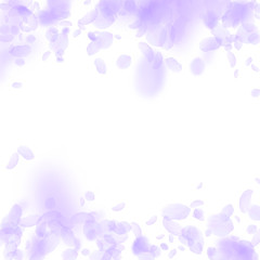 Obraz na płótnie Canvas Violet flower petals falling down. Grand romantic 