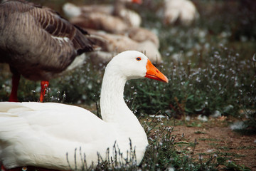 Obraz premium Pretty white duck looking to the side.