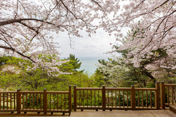 Wooden trail along the shore in Haeundae