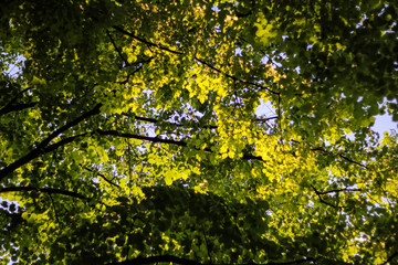 texture of green glowing foliage penetrated by the rays of the sun