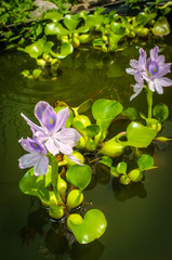 Obraz na płótnie Canvas Eichhornia Flowering Water Hyacinth