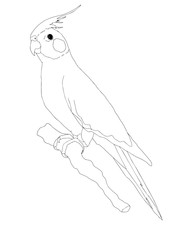 cartoon  parrot illustration drawing coloring © Serkan