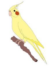 cartoon  yellow  parrot illustration drawing  © Serkan