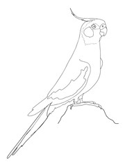 cartoon grey african parrot illustration drawing coloring © Serkan
