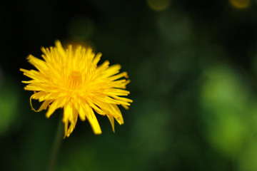 open yellow flower on a blurred green background