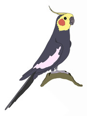 cartoon grey african parrot illustration drawing  © Serkan