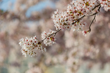 Beautiful cherry tree blossom in downtown