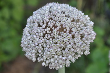 white flowers in the garden
