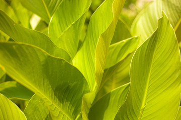 Close up lush tropical leaves botanical background