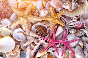Seashells background, lots of amazing seashells, coral and starfishes mixed.Sea shells collected on the coast of Costa Rica as background