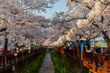 Cherry tree blossom and Jinhae Gunhangje Festival