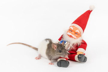 rat on white background with Santa Claus isolated