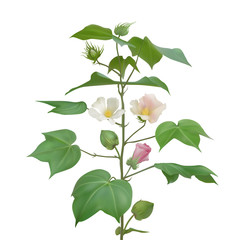 Plant cotton flowering on a light background. White, pink cotton flowers, buds and formed cotton boxes. Vector illustration