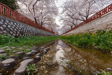 Cherry tree blossom and Jinhae Gunhangje Festival