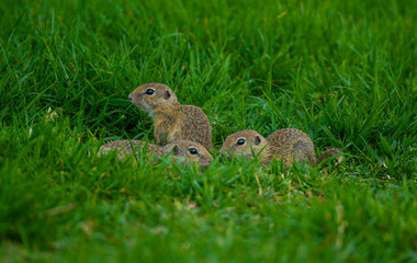 Close up shot of baby gophers sitting on the grass