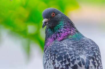 Beautiful dove close-up on a blurred background. The photo shows a pigeon half-turned with a close look. Selective focus. Soft focus
