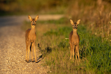 Young Roe deer (Capreolus capreolus)