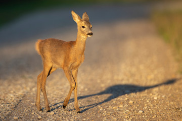 Young Roe deer (Capreolus capreolus)