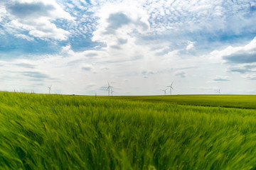 Green wheat field with wind turbines in background wallpaper