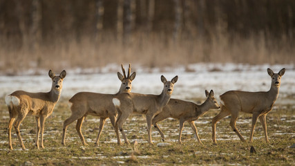 Naklejka na ściany i meble Pack of roe deers (Capreolus capreolus)