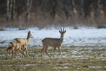 Pack of roe deers (Capreolus capreolus)