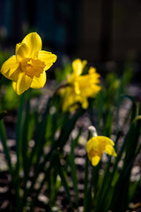 delicate charming yellow daffodils growing in the garden in the morning spring sunshine