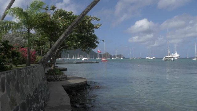 Palm tree at Port Elizabeth, Bequia, St. Vincent and The Grenadines, West Indies, Caribbean, Central America
