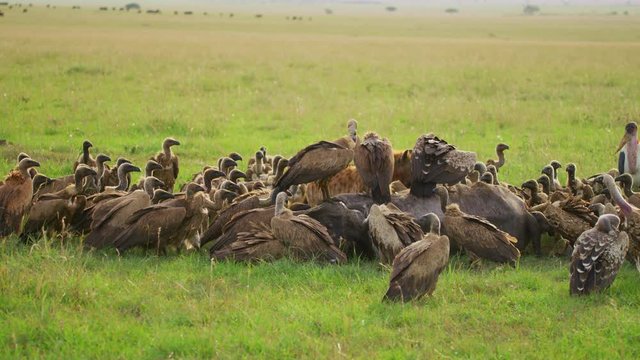 Ruppell's vultures and a carcass