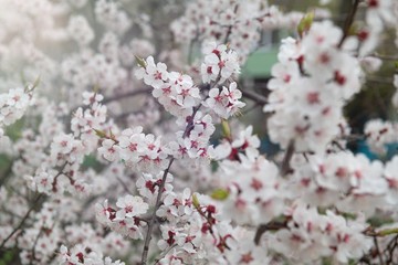 apricot flower spring nature close up macro awekening life