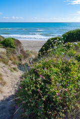 Beach with vegetations of nature reserve near Ostia, Rome, Lazio,  Italy