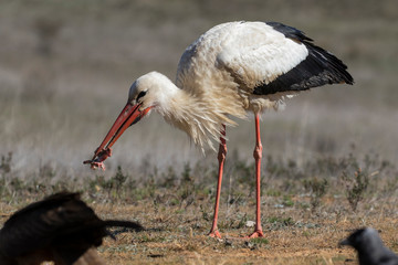 Birds - White stork (Ciconia ciconia) feeding on a meadow in summer. Spain - Europe