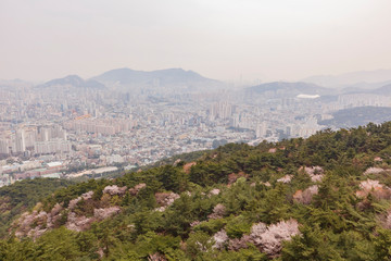 Aerial view of the Busan downtown cityscape with cherry tree blossom