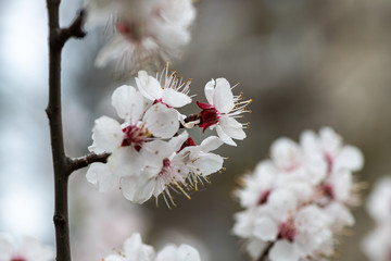 apricot flower spring nature close up macro awekening life