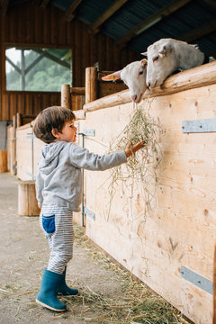 Back view of caring kid in blue rubber boots feeding from hand cute fluffy goats behind wooden pen