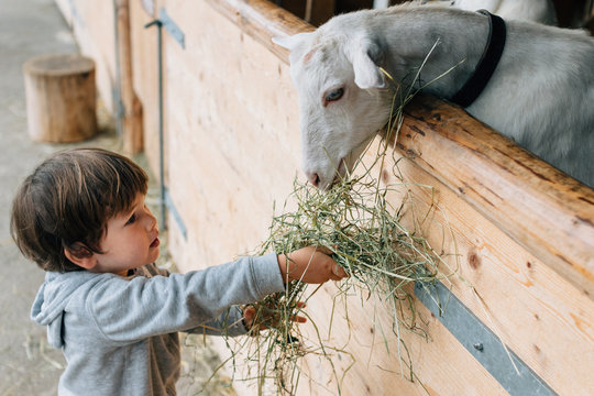 Back view of caring kid in blue rubber boots feeding from hand cute fluffy goats behind wooden pen