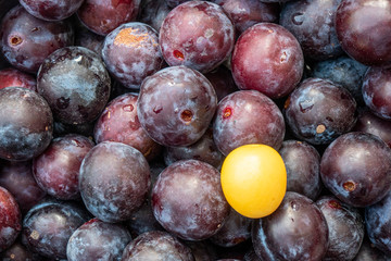 montón de ciruelas cubriendo la totalidad de la imagen y una fruta amarilla